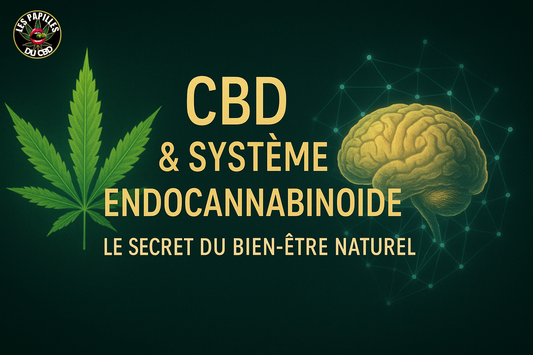 Schéma du système endocannabinoïde et interaction avec le CBD