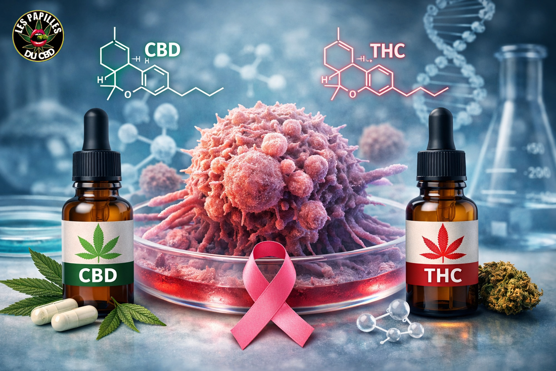 Cancer de l’ovaire : le CBD et le THC montrent des effets anticancéreux prometteurs