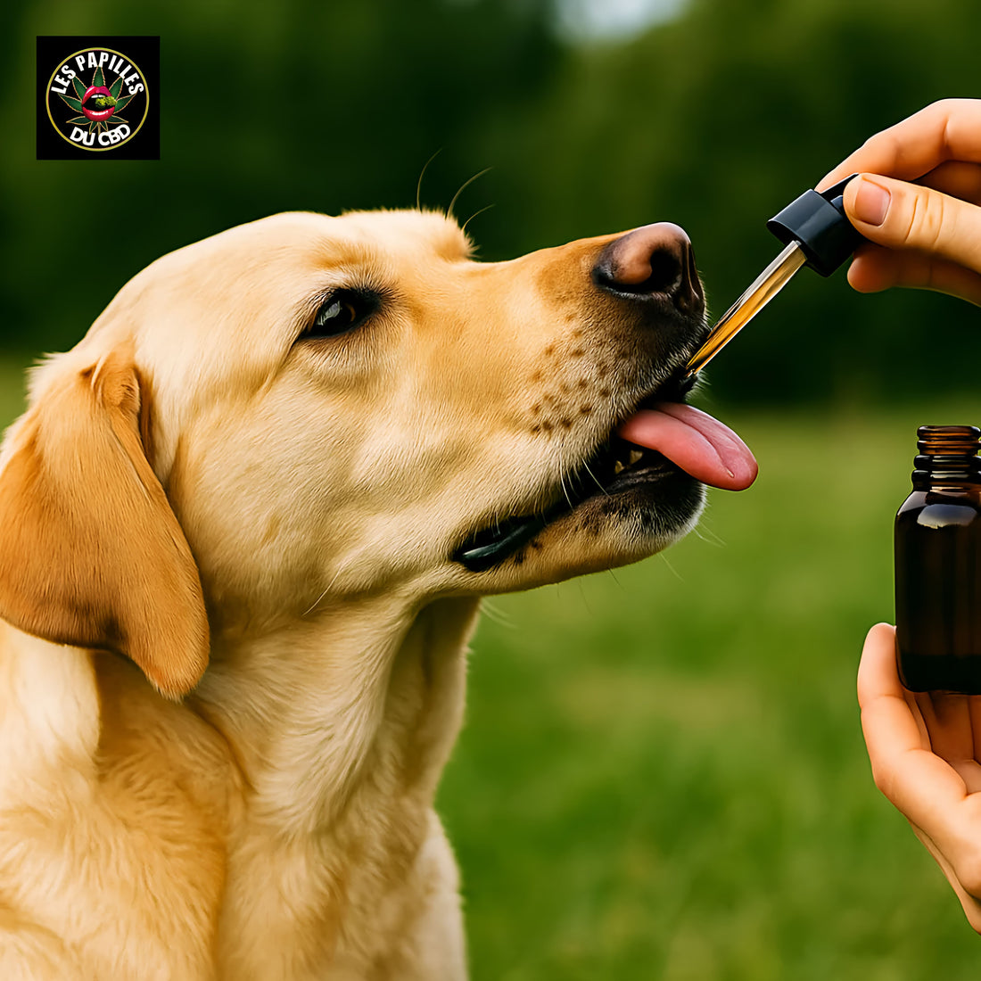 CBD POUR CHIEN QUE DIT LE VÉTERINAIRE?
