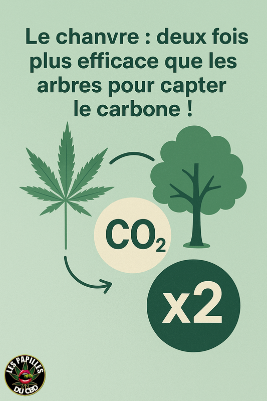 Le chanvre industriel : capteur de CO₂ et plante écologique d'avenir