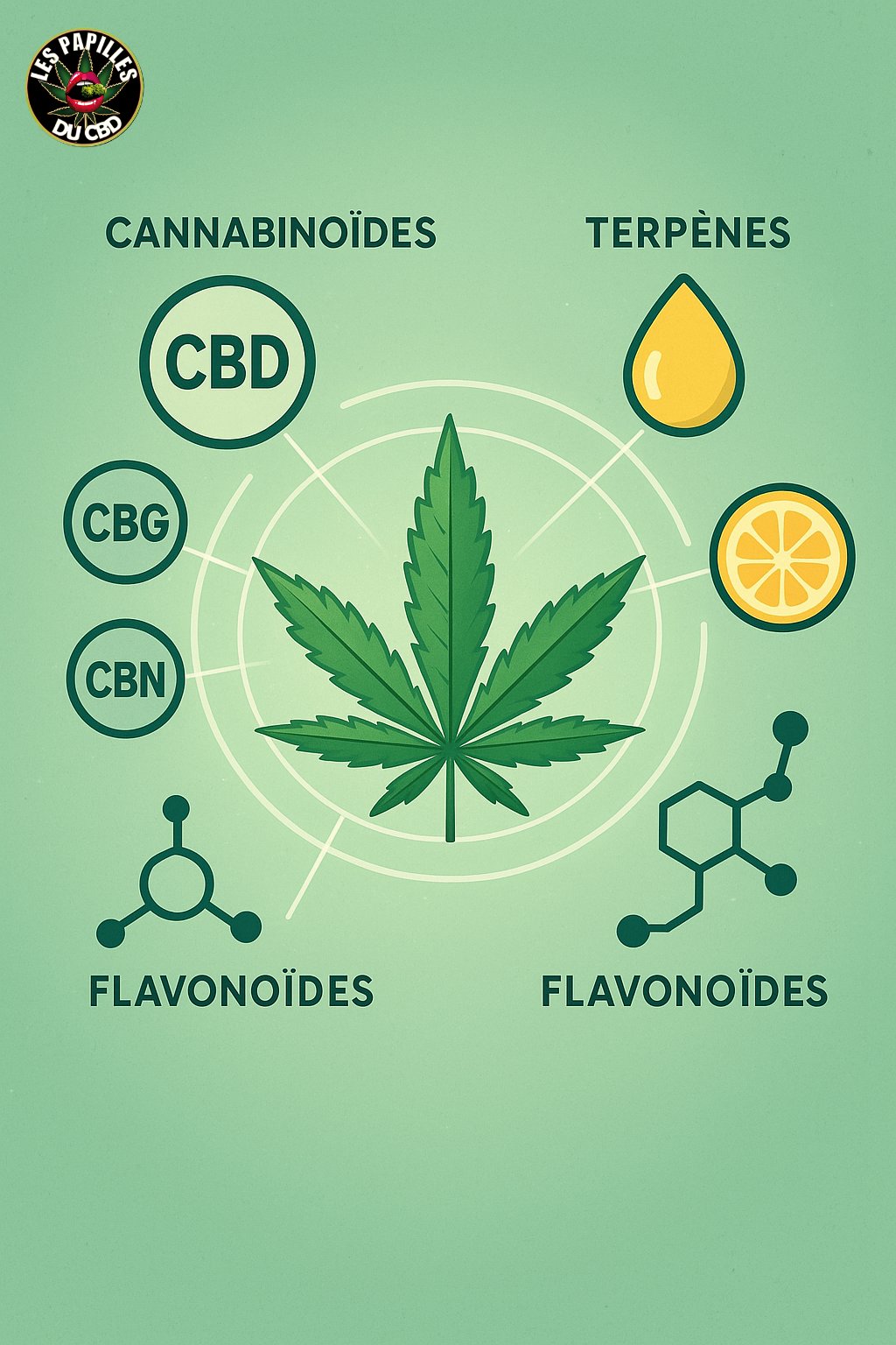 Effet d'entourage CBD : cannabinoïdes, terpènes et flavonoïdes en synergie