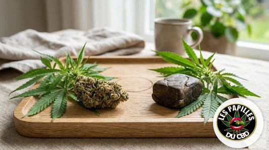 Fleur de CBD et hash CBD posés côte à côte sur un plateau en bois avec le logo Les Papilles Du CBD, comparatif fleur ou hash 2026