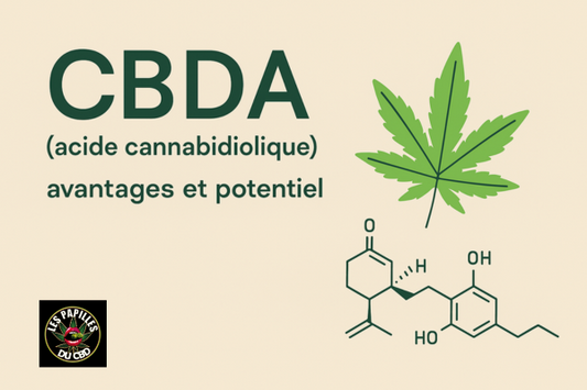 Qu’est-ce que le CBDA ? Bienfaits, différences avec le CBD et potentiel thérapeutique - Les Papilles Du CBD