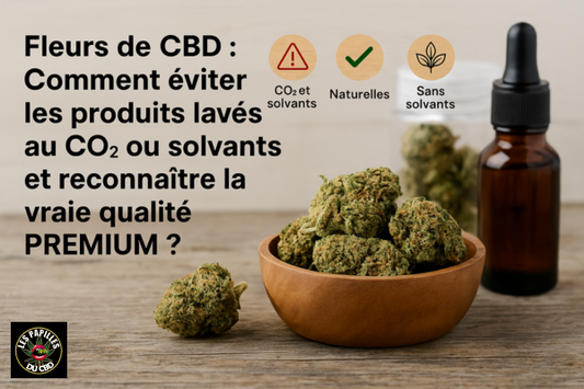 Fleurs de CBD : Comment éviter les produits lavés au CO₂ ou solvants et reconnaître la vraie qualité PREMIUM ? - Les Papilles Du CBD