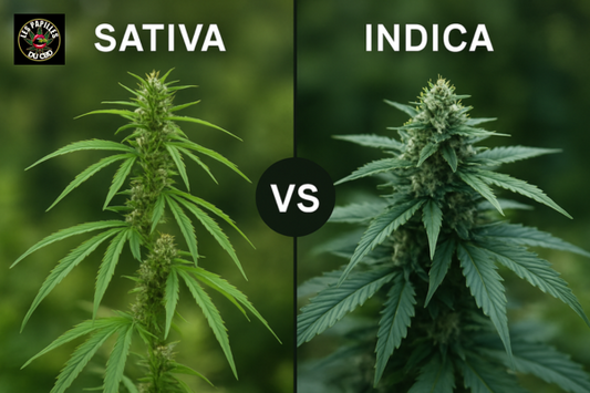 🌿 Cannabis Sativa vs Indica : Quelles différences pour le consommateur de CBD ? - Les Papilles Du CBD